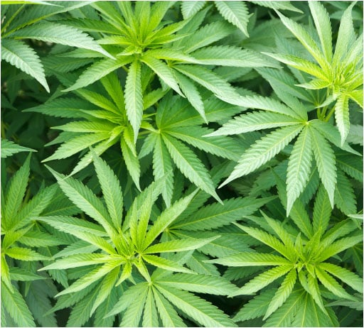 top view image of a cannabis plant